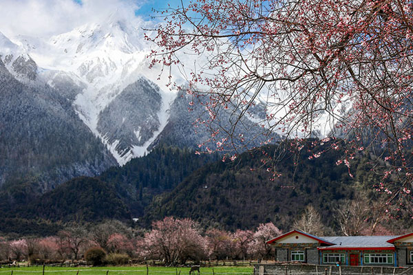 浪漫桃花節(jié) 成都包車到林芝旅游